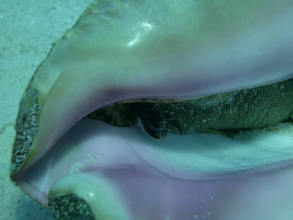 Concha do mar habitada! (no Gay's Reef, em Little Cayman, nas Ilhas Caiman)